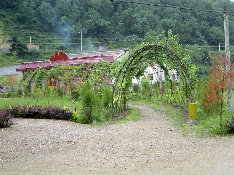 绿色通道